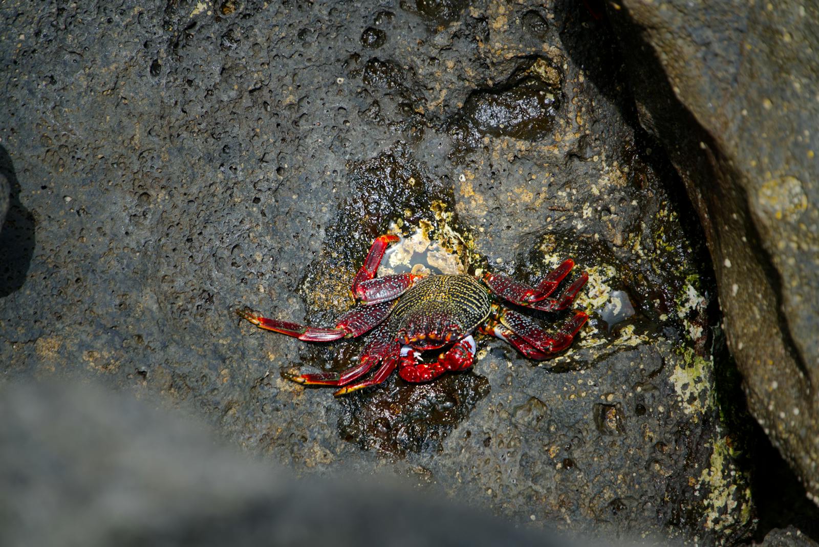 Primo piano di un crostaceo sul fondale marino simile al gambero pistola