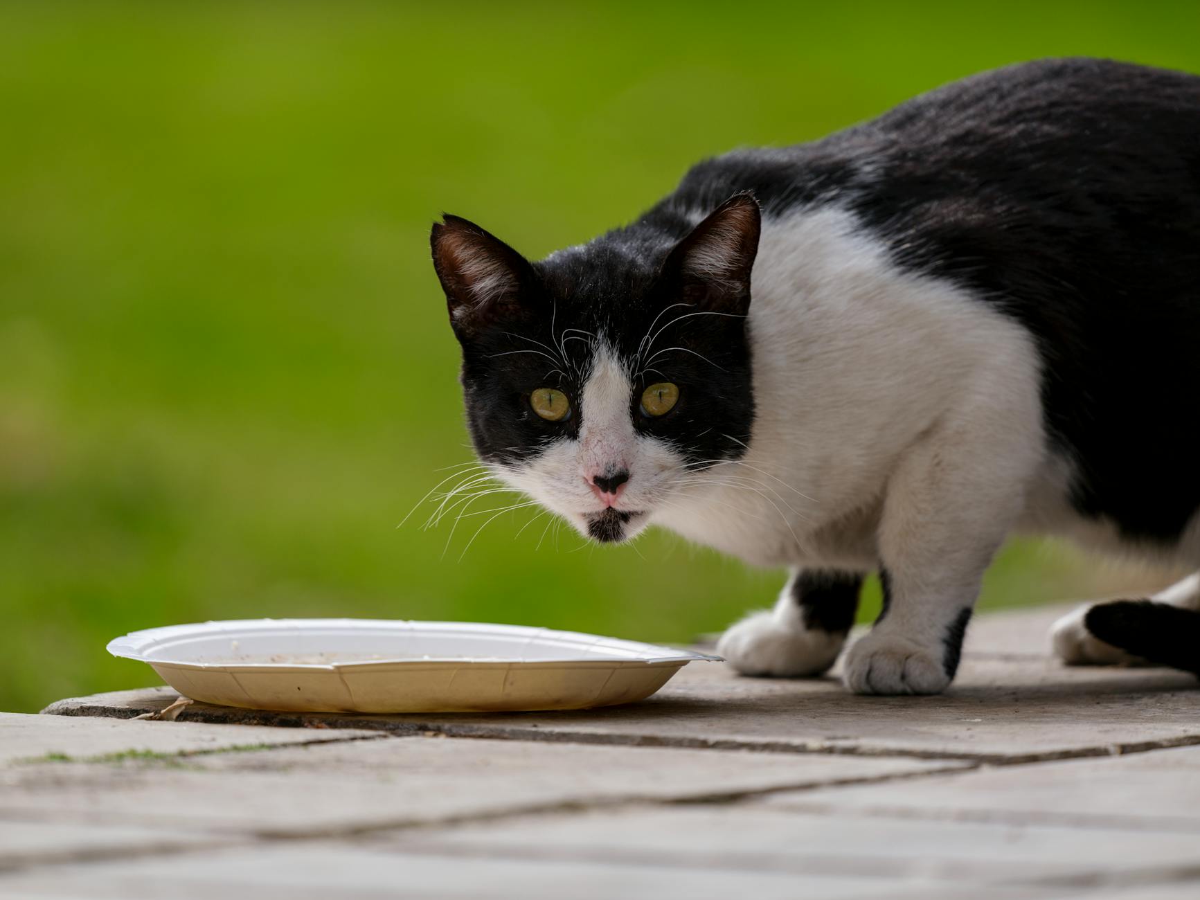Gatto che annusa con curiosità una ciotola di cibo