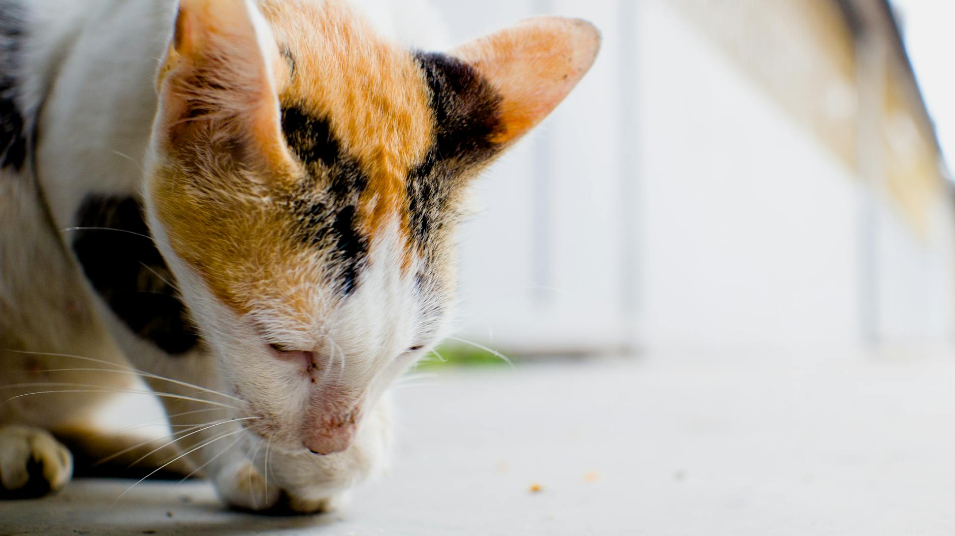 Primo piano della lingua di un gatto