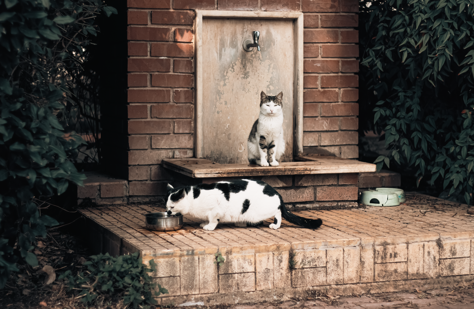 Gatto domestico che osserva un piatto sul tavolo