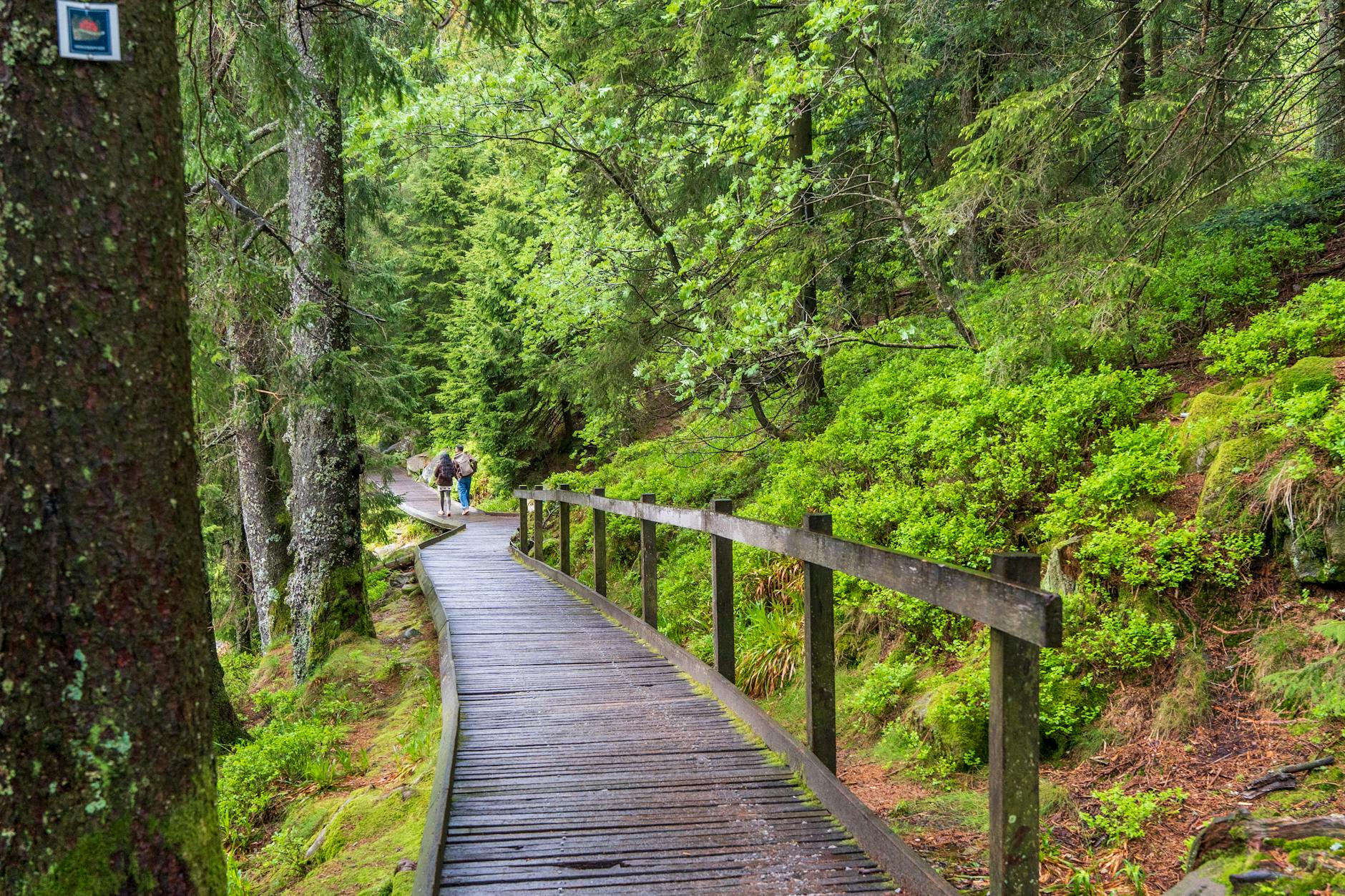 Sentiero in un parco nazionale immerso nel verde