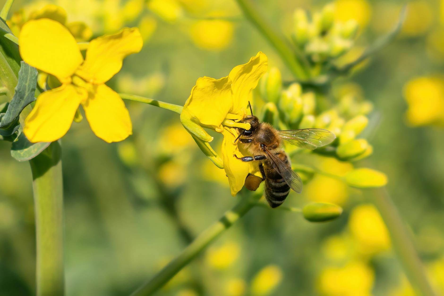 Ape da miele in primo piano mentre raccoglie polline da un fiore