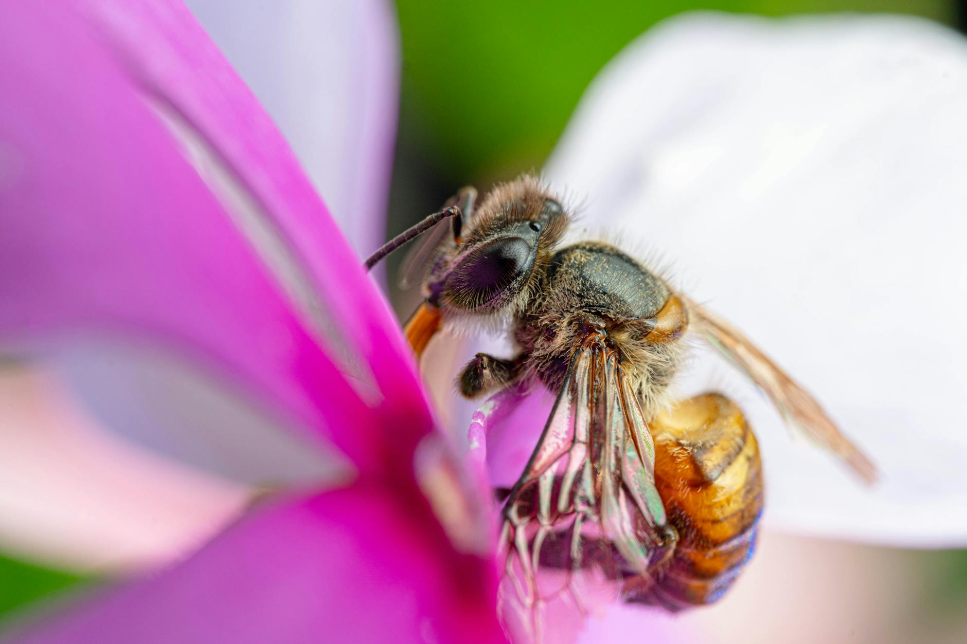 Ape solitaria su un fiore giallo