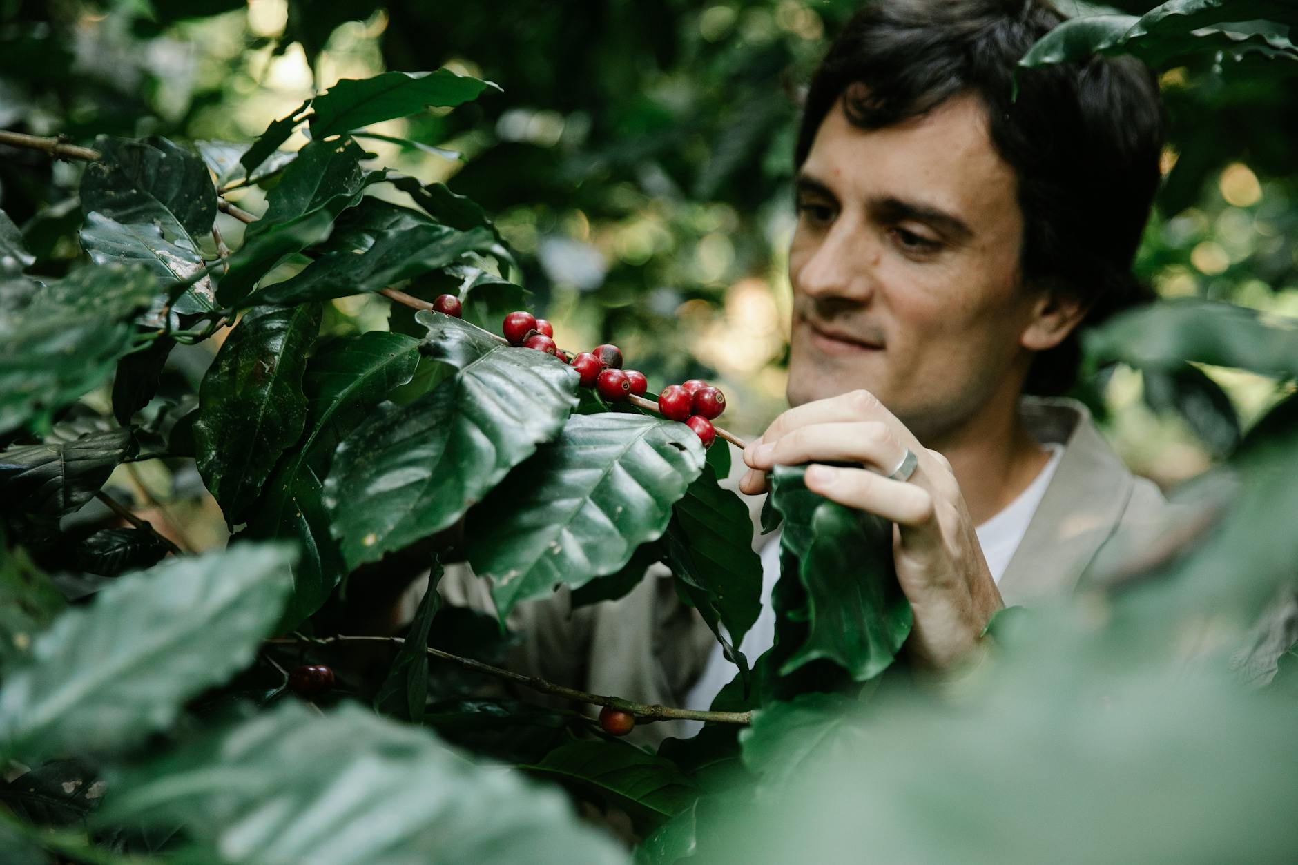 Mani di un coltivatore con semi di cacao