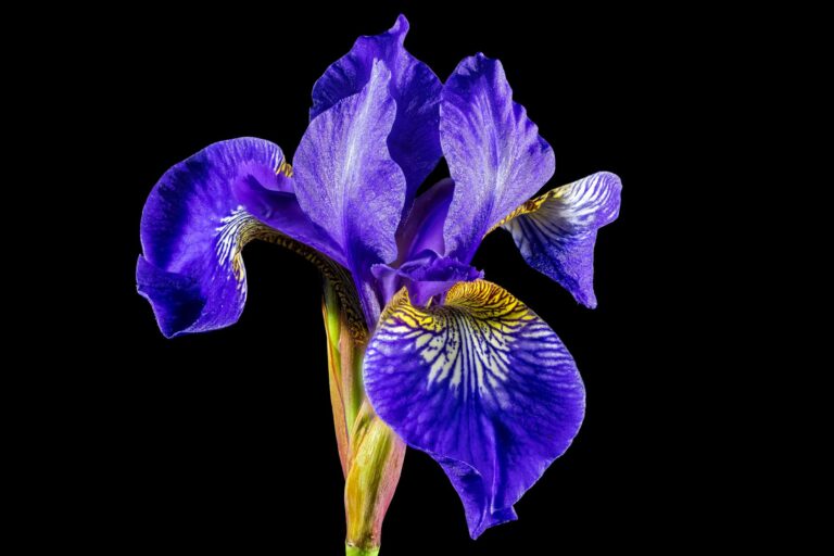 Giornata mondiale del lupus, simbolo viola e sensibilizzazione