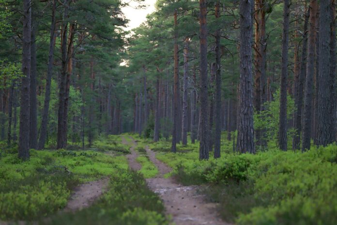 Persona che legge una mappa in un bosco durante una prova di orientamento