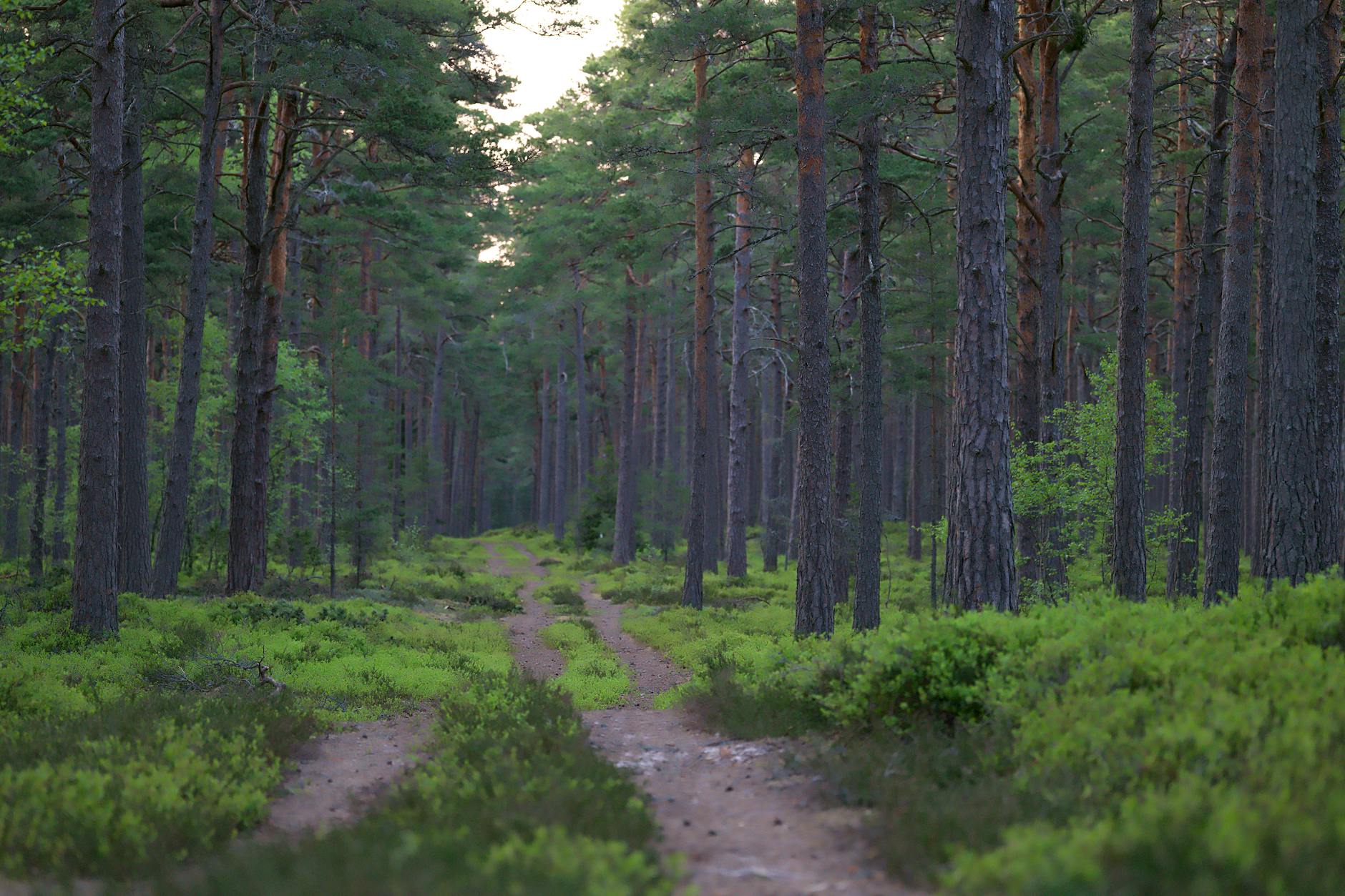 Persona che legge una mappa in un bosco durante una prova di orientamento