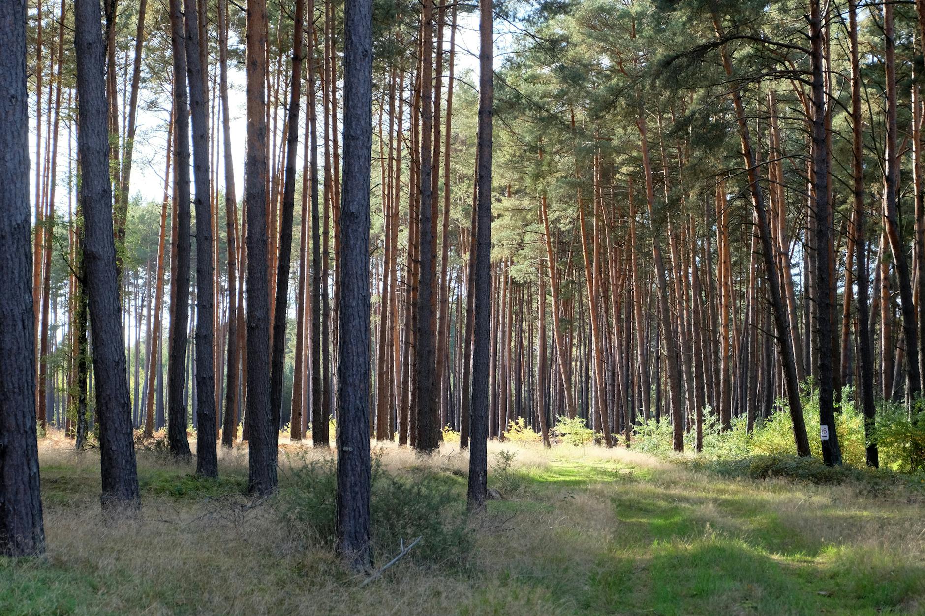 Persona con mappa e bussola in un bosco
