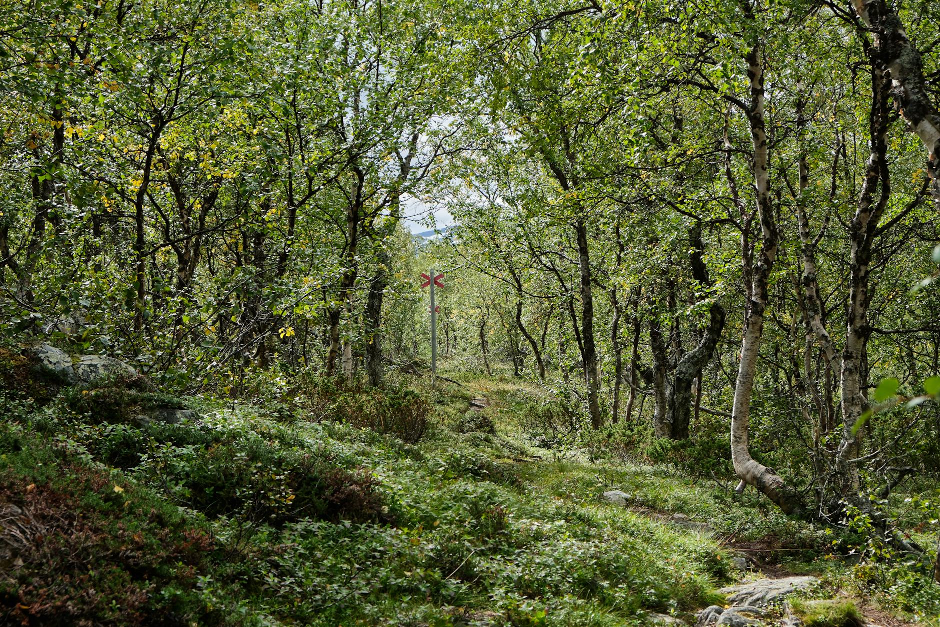 Sentiero in un bosco verde