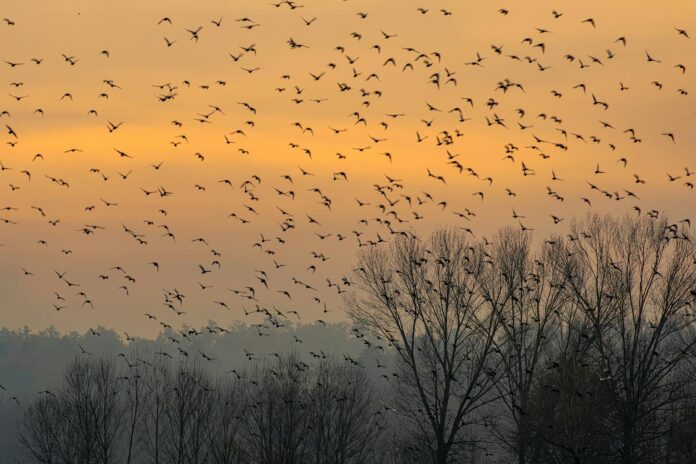 Stormo di uccelli migratori in volo su una foresta serena
