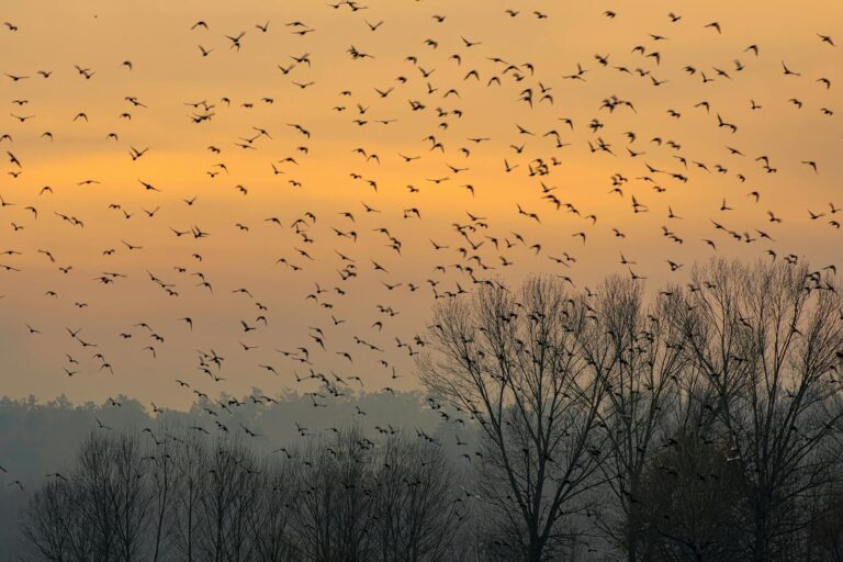 Stormo di uccelli migratori in volo su una foresta serena