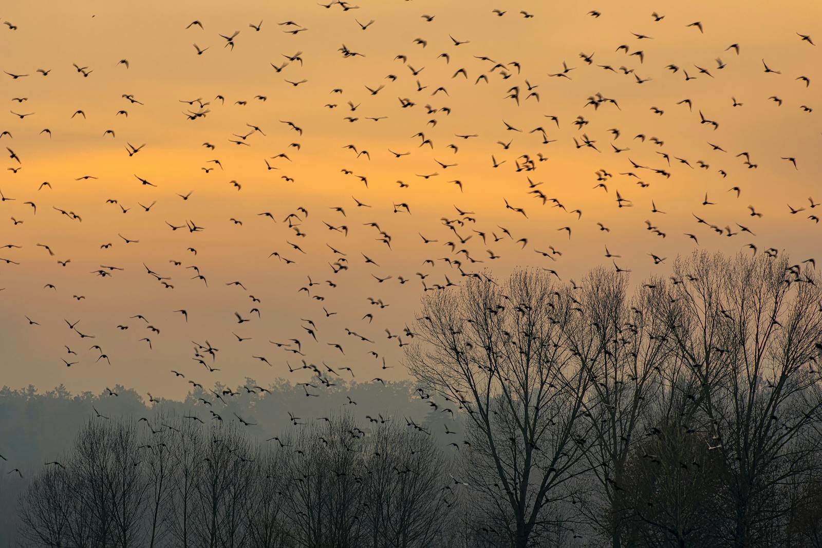 Stormo di uccelli migratori in volo su una foresta serena