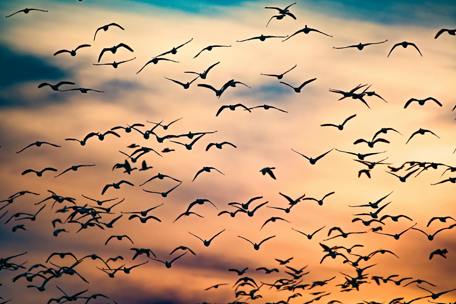 Silhouette di stormo di uccelli al tramonto in migrazione