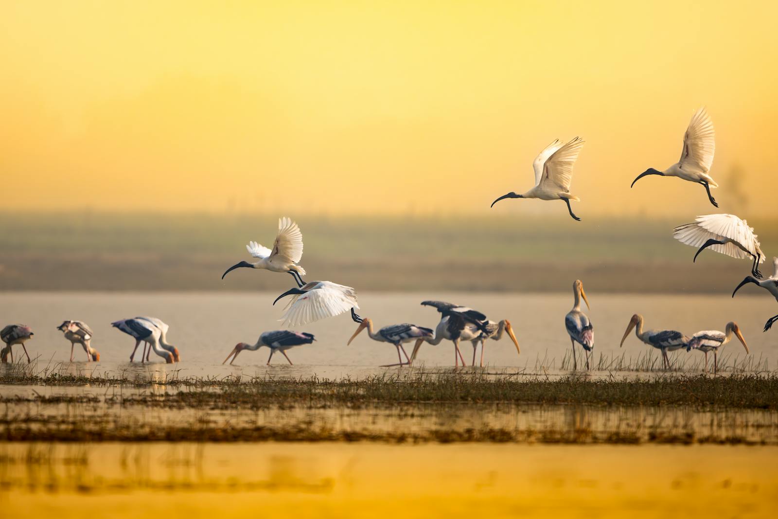Stormo di uccelli decolla da una zona umida all'alba
