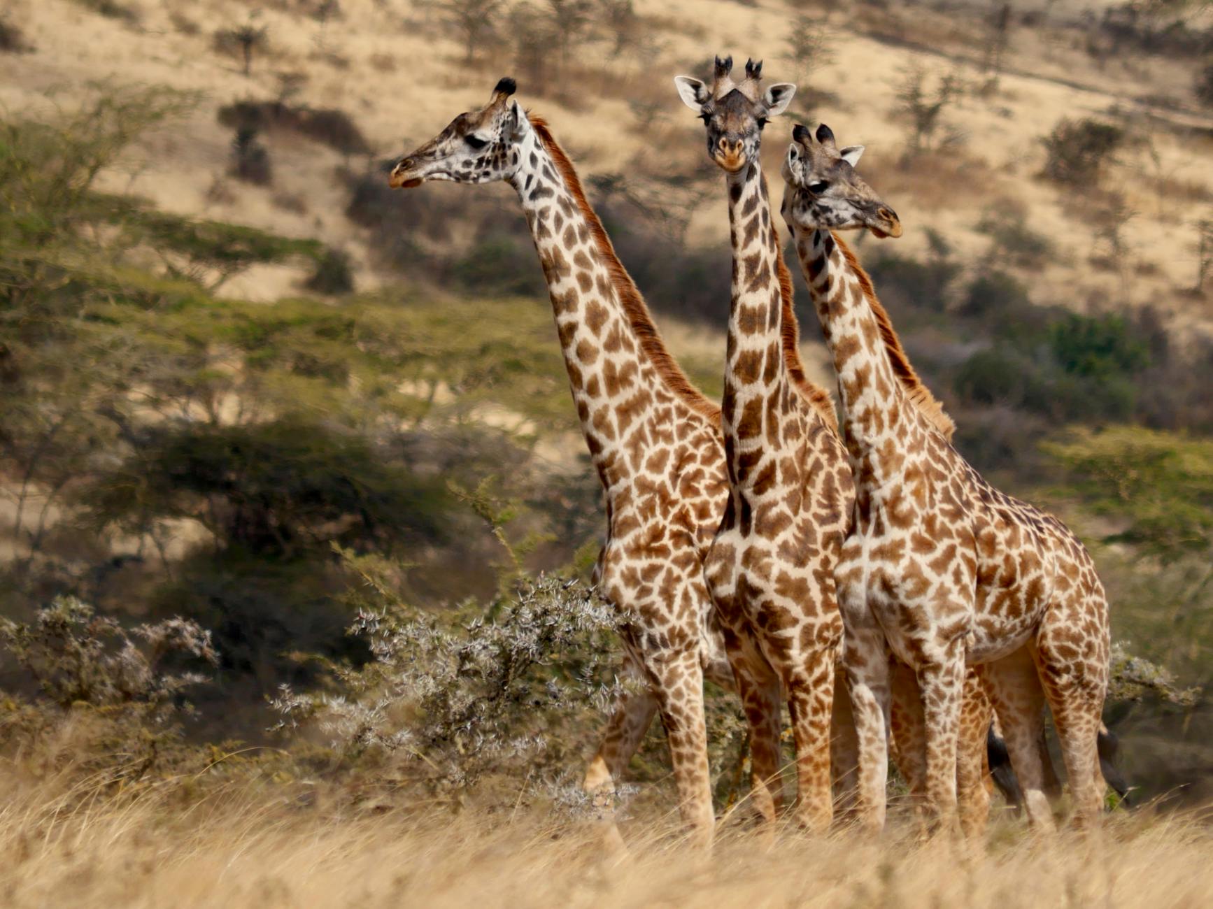 Tre giraffe vicine nella savana africana al tramonto