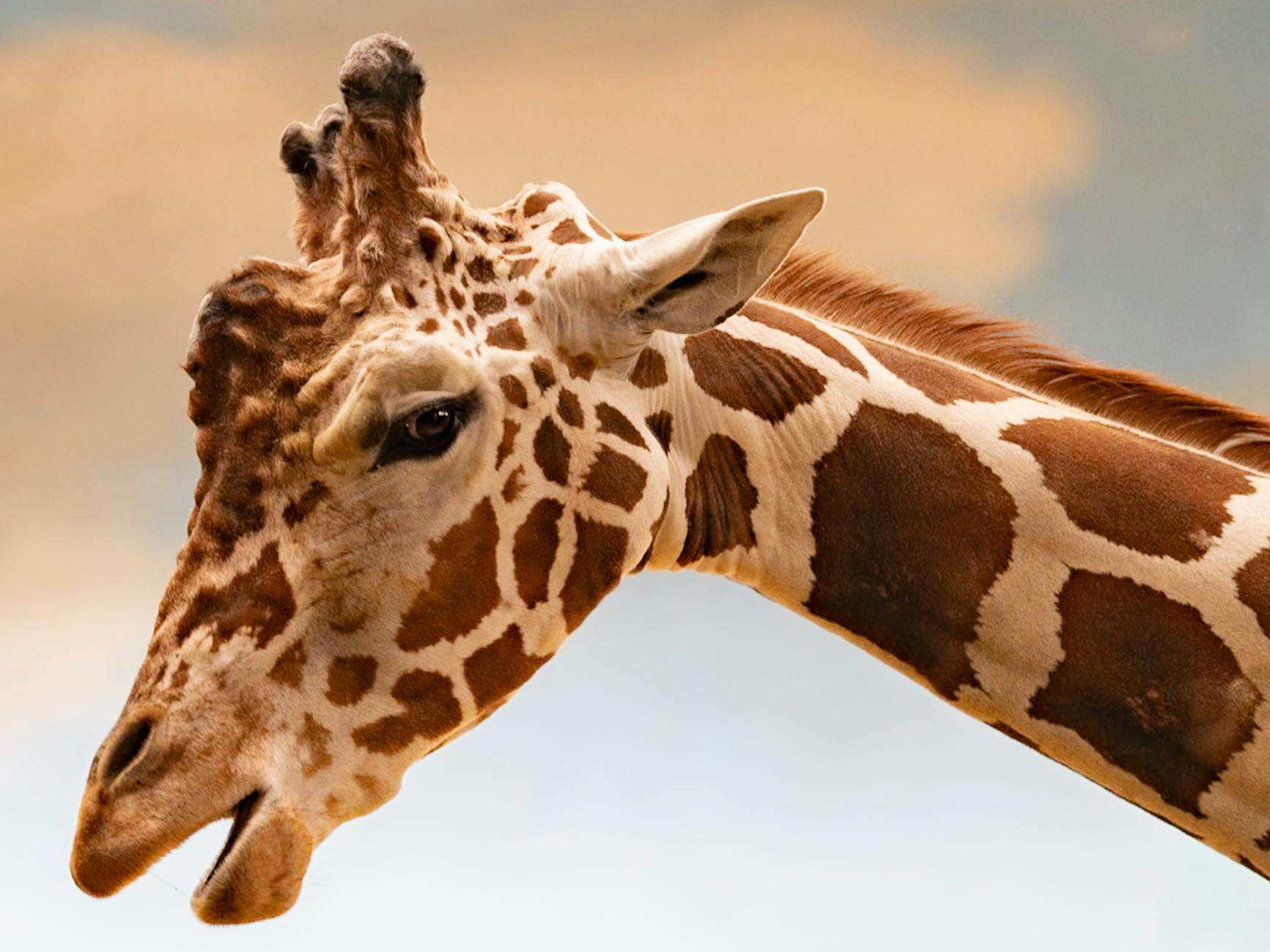 Primo piano del collo e della testa di una giraffa