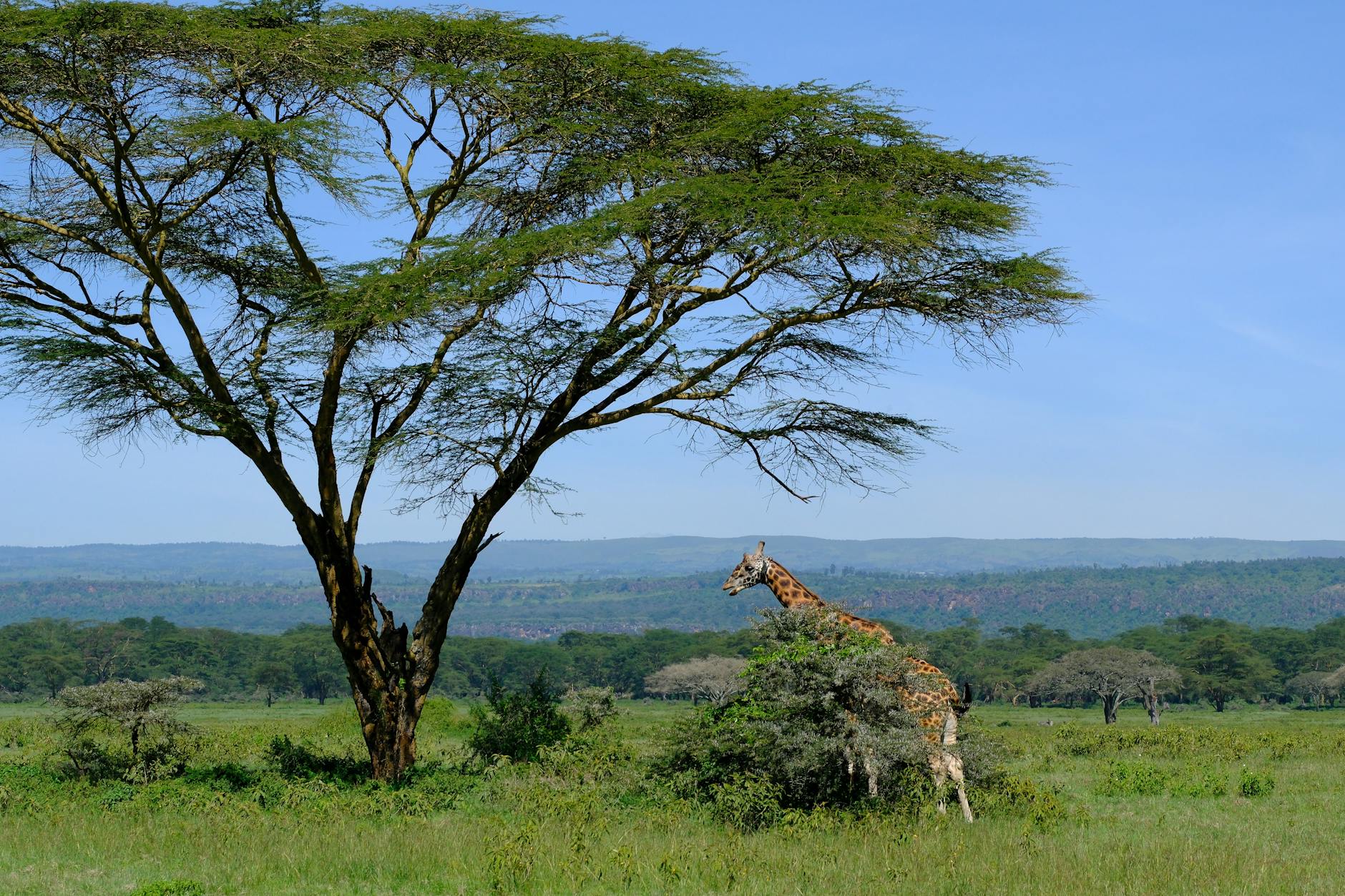 Giraffa sotto un albero di acacia a Nakuru in Kenya