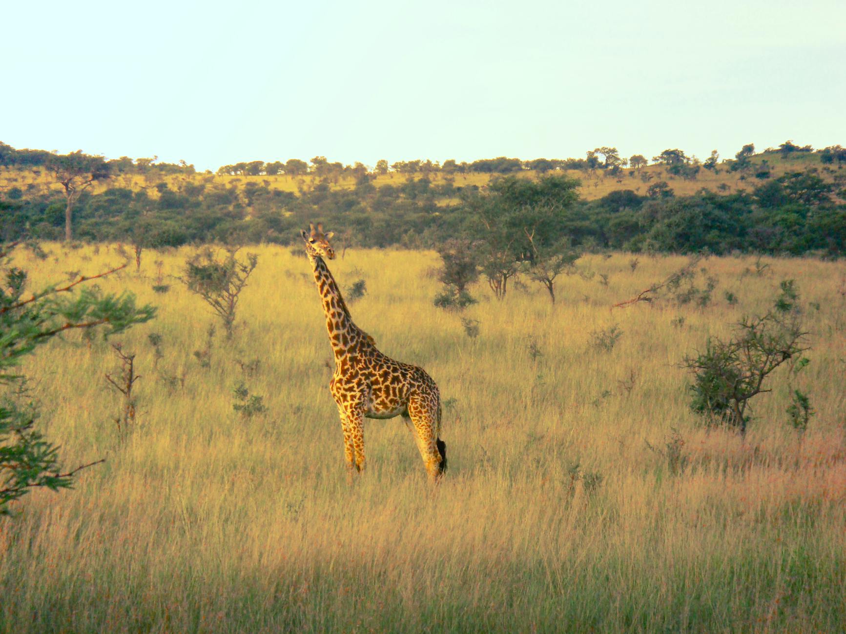 Giraffa nelle praterie dorate della savana