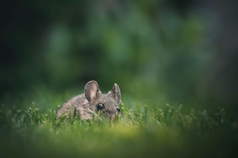 Topolino in natura, principale serbatoio dell'hantavirus