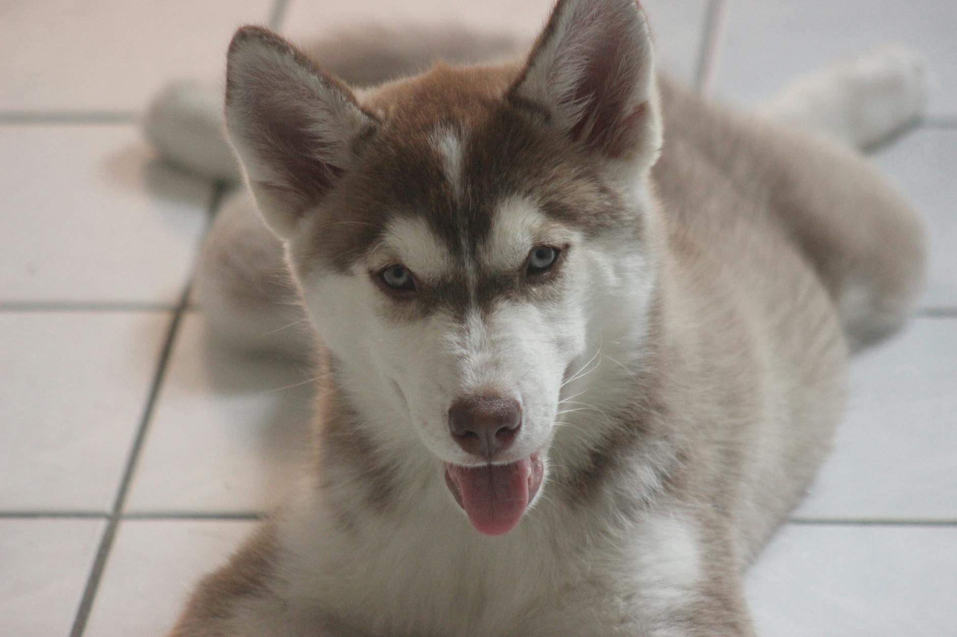 Cane husky siberiano dagli occhi azzurri in primo piano