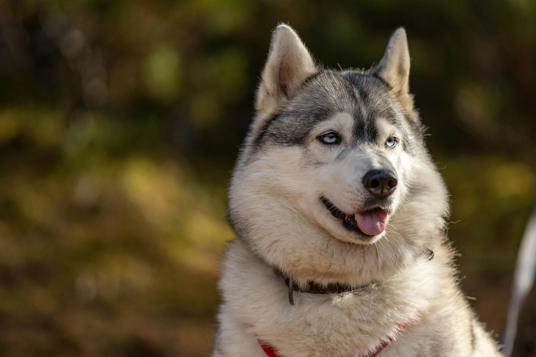 Husky siberiano in osservazione da parte di un volontario