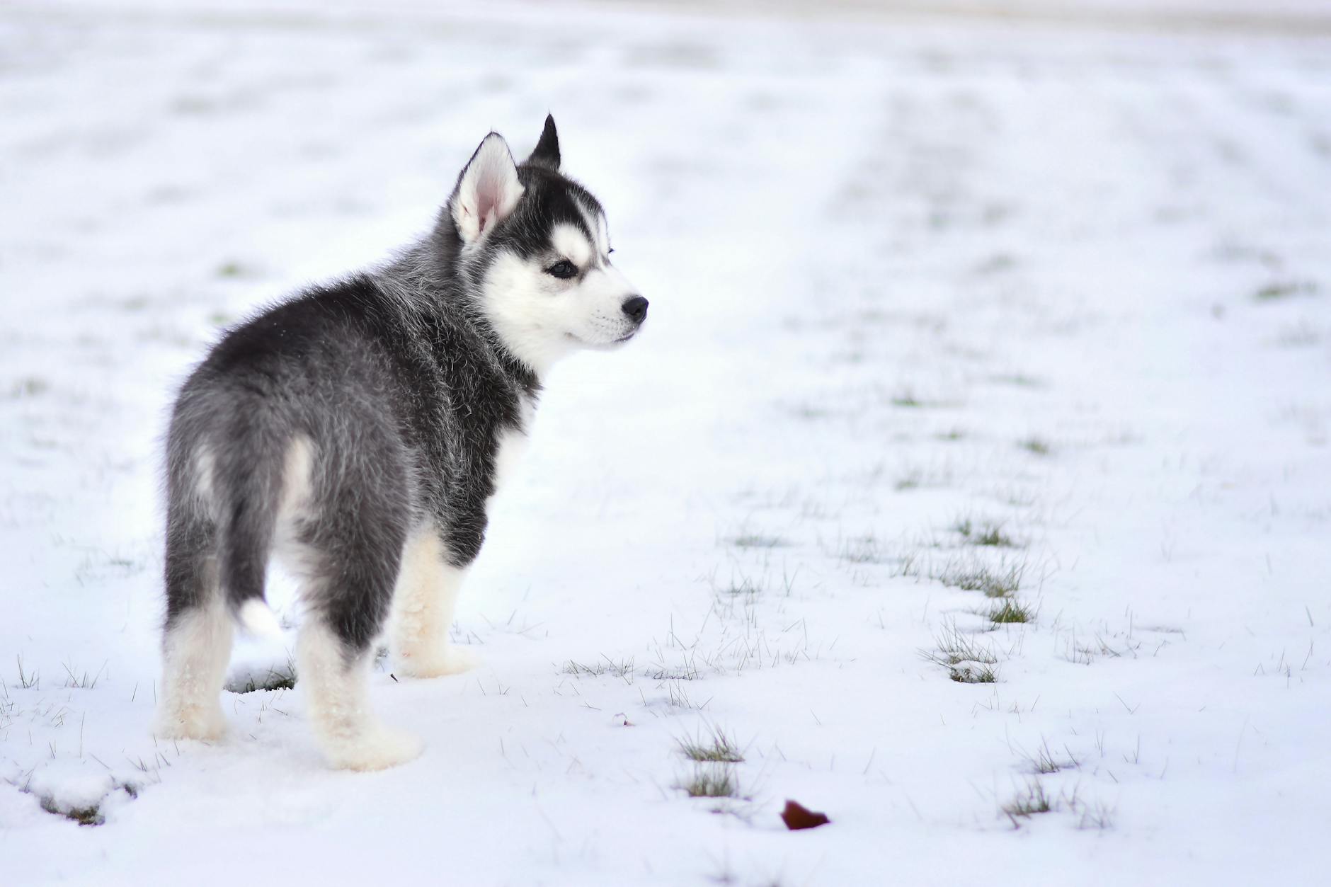 Husky siberiano adulto in campo aperto