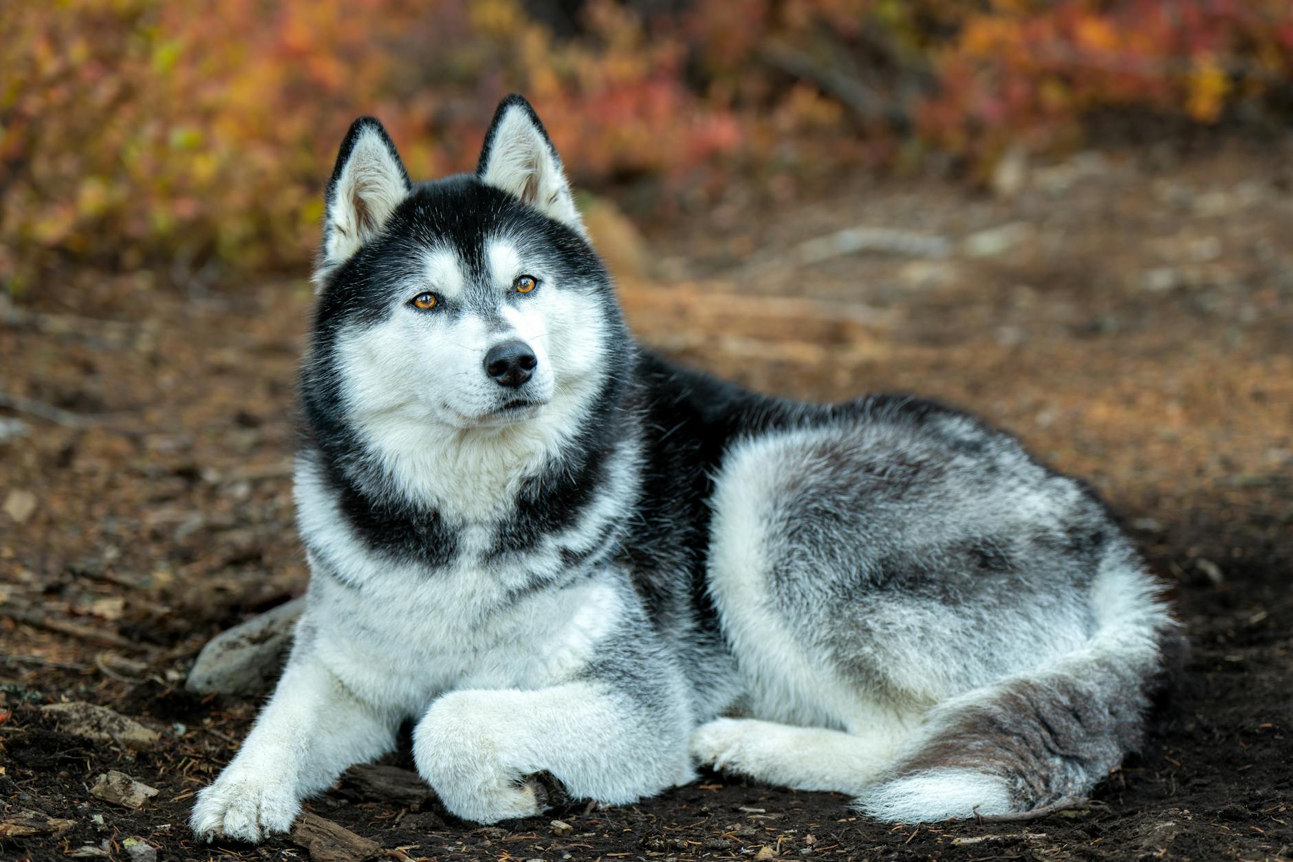 Cucciolo di husky in fase di socializzazione