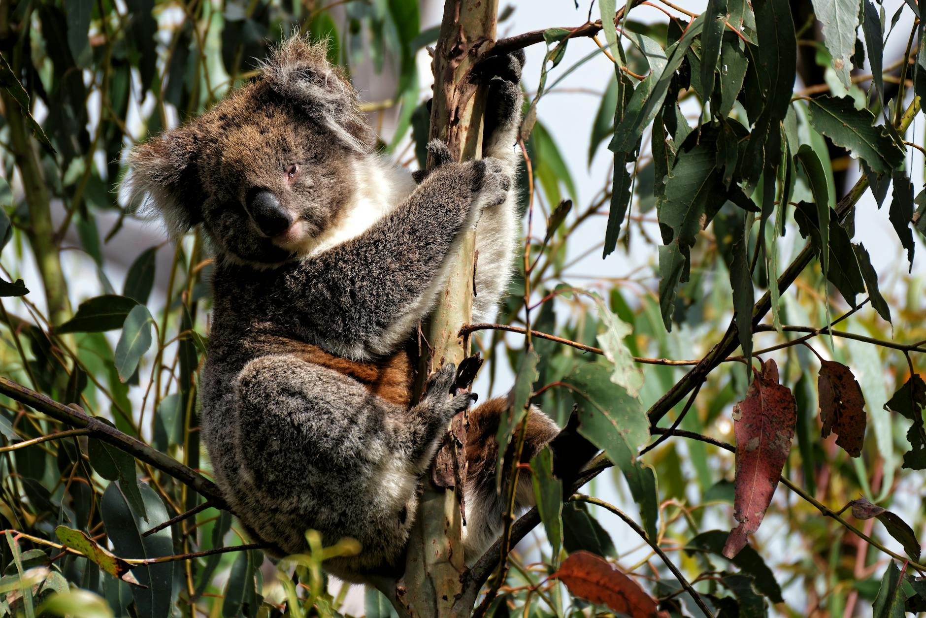 Koala aggrappato a un eucalipto in atteggiamento riposato