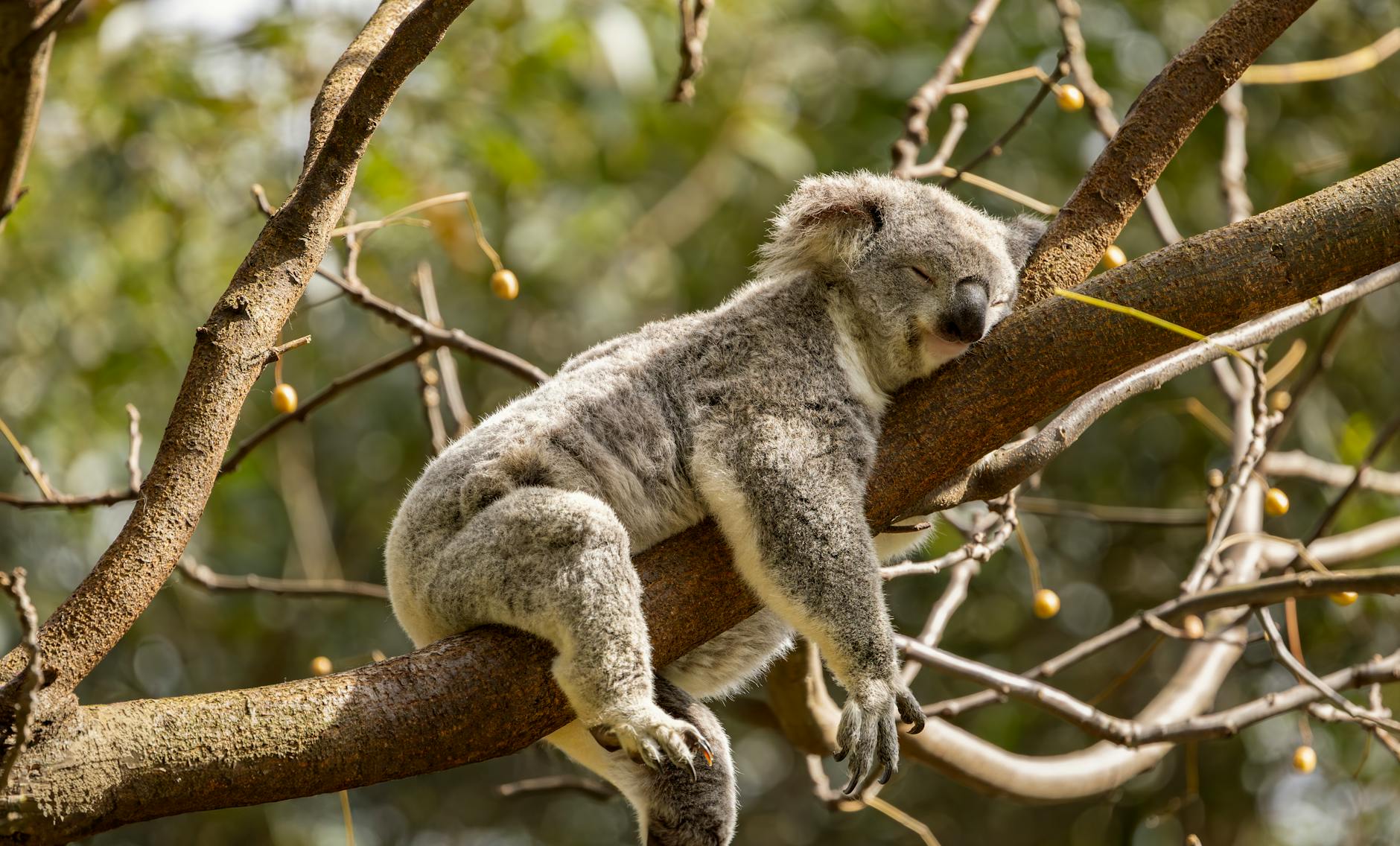 Koala addormentato su un ramo di eucalipto