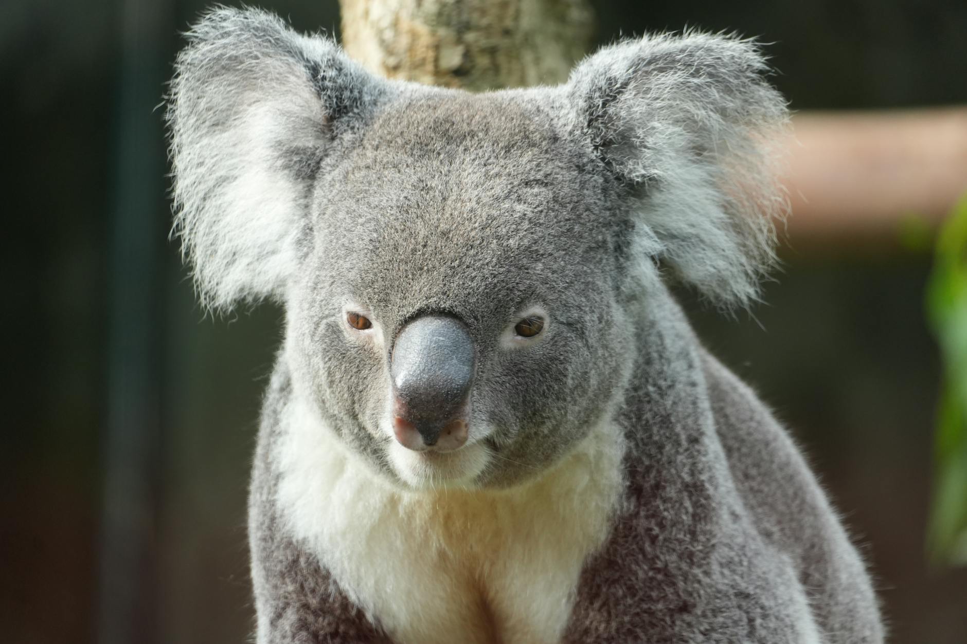 Primo piano dettagliato di un koala nel suo habitat