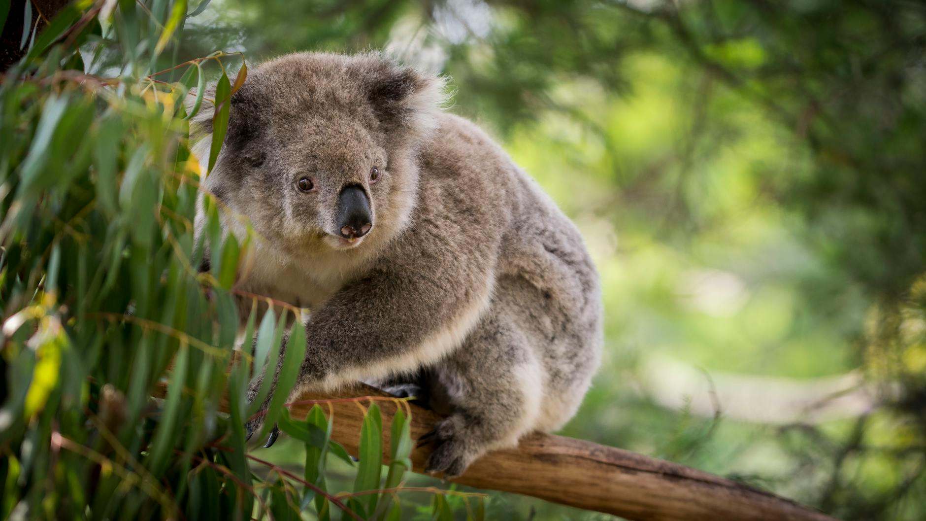 Koala con le zampe ben visibili che si arrampica su un tronco