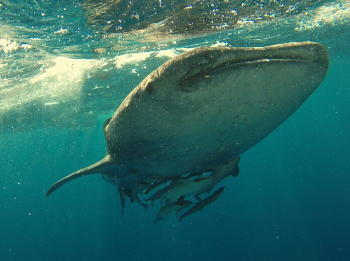 Squalo balena che nuota in mare aperto