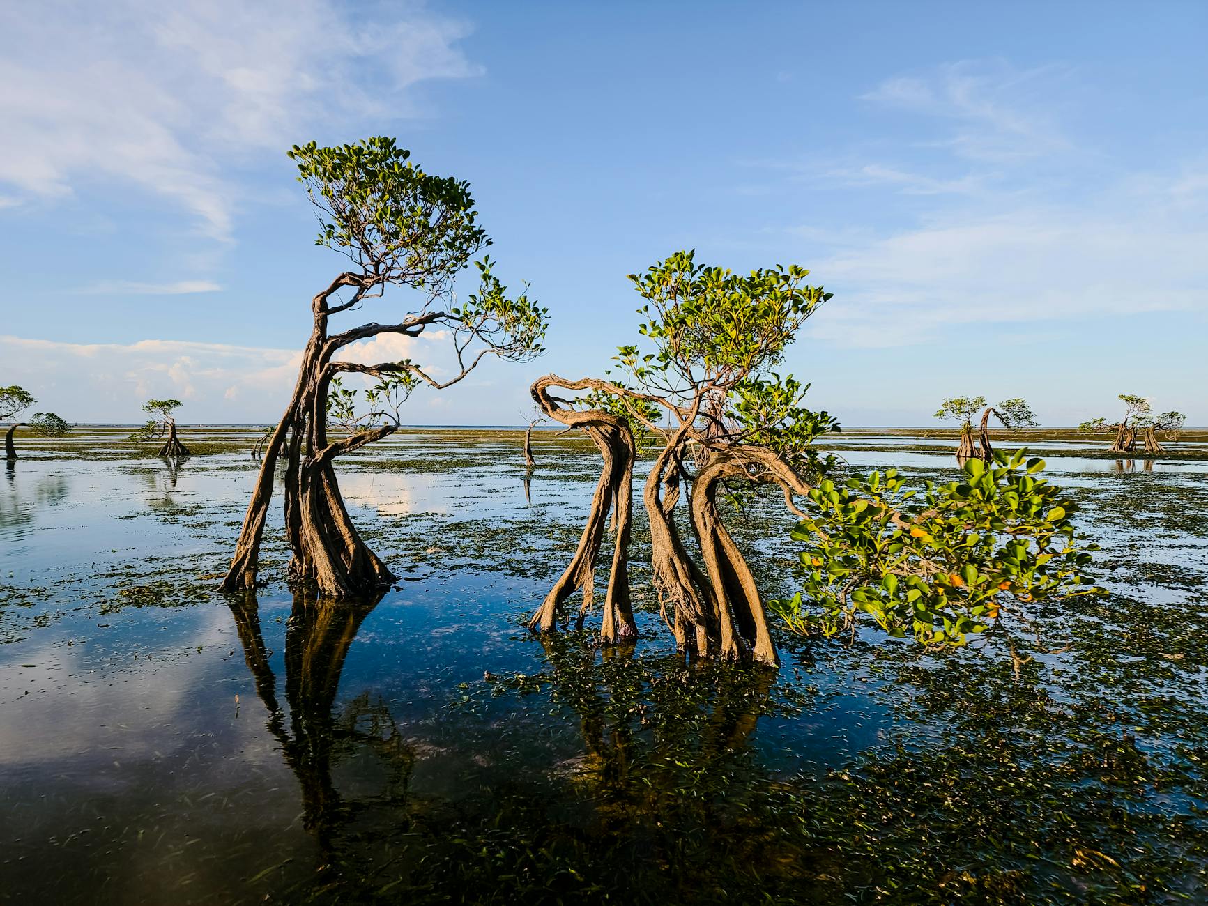 Foresta di mangrovie in Indonesia che si riflette nell'acqua