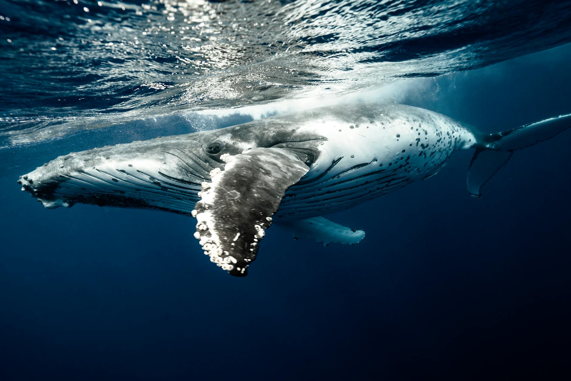 Janjucetus dullardi e l'evoluzione delle balene