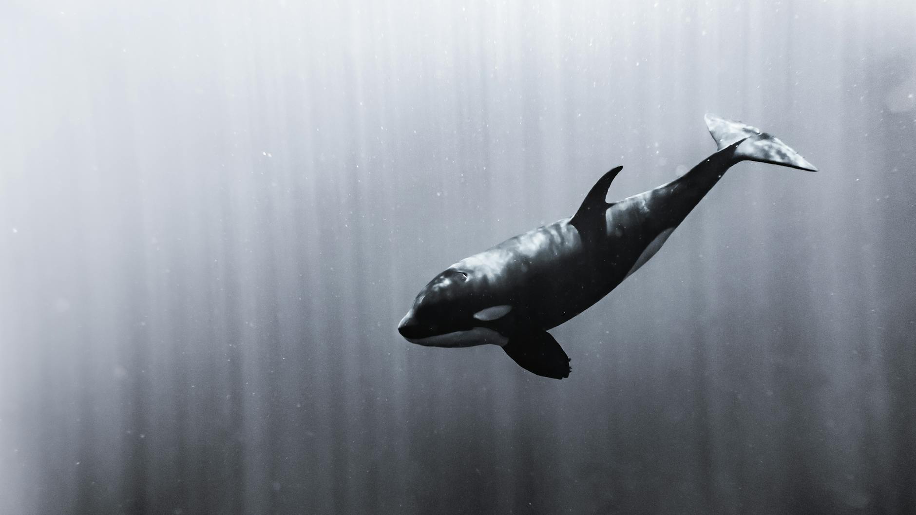 Janjucetus dullardi e l'evoluzione delle balene