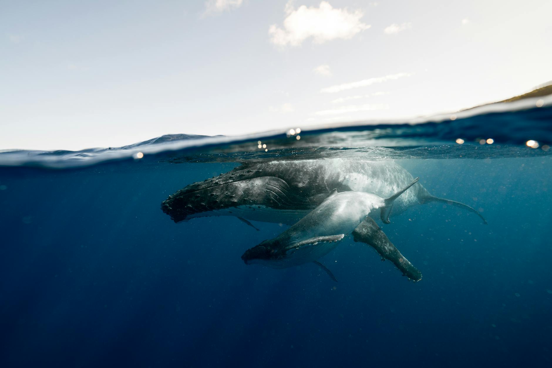 Janjucetus dullardi e l'evoluzione delle balene