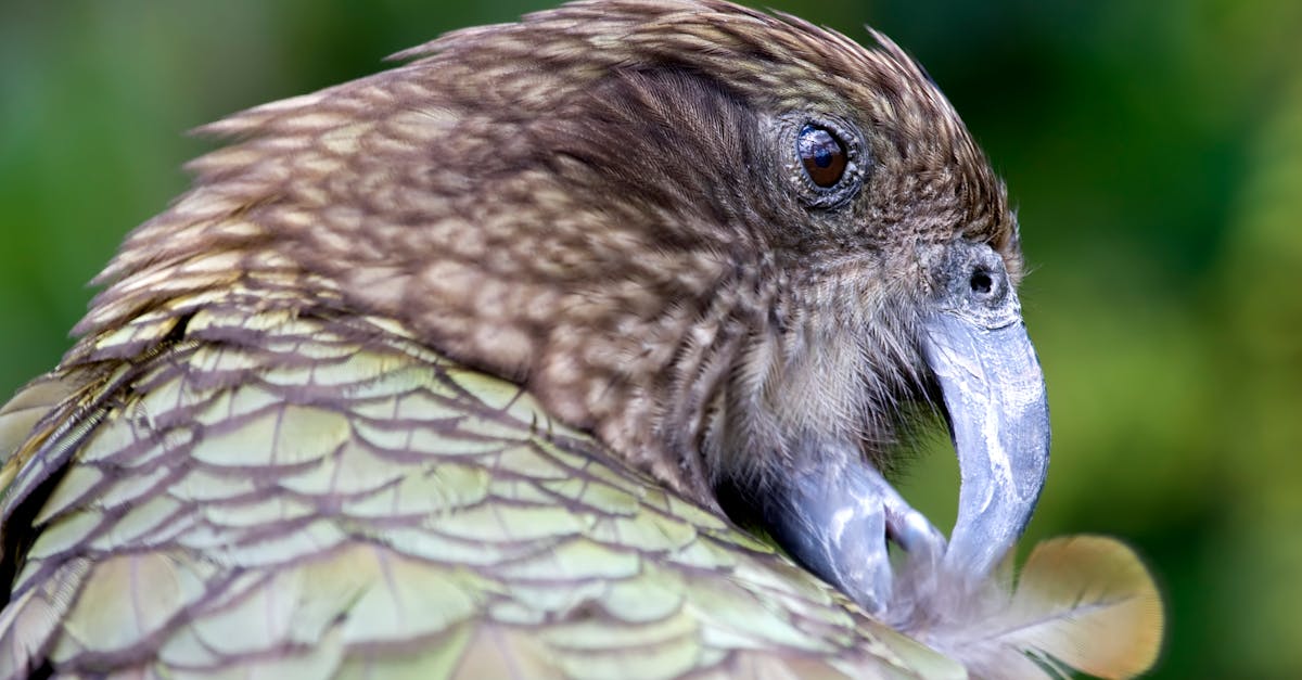 Pappagallo kakapo dal piumaggio verde tra la vegetazione