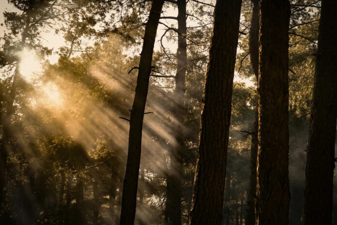 Raggi del sole filtrano tra gli alberi