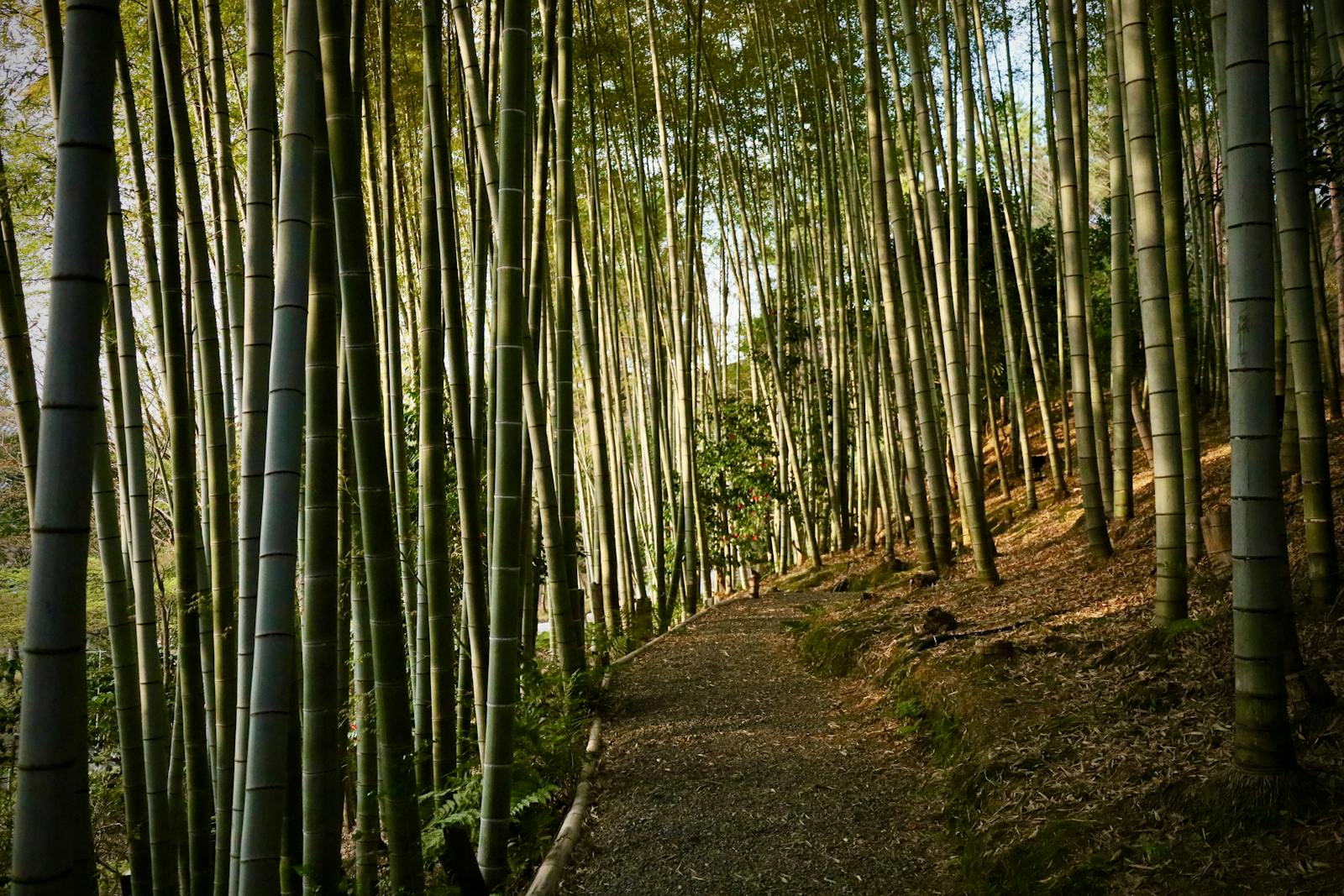 Foresta giapponese illuminata