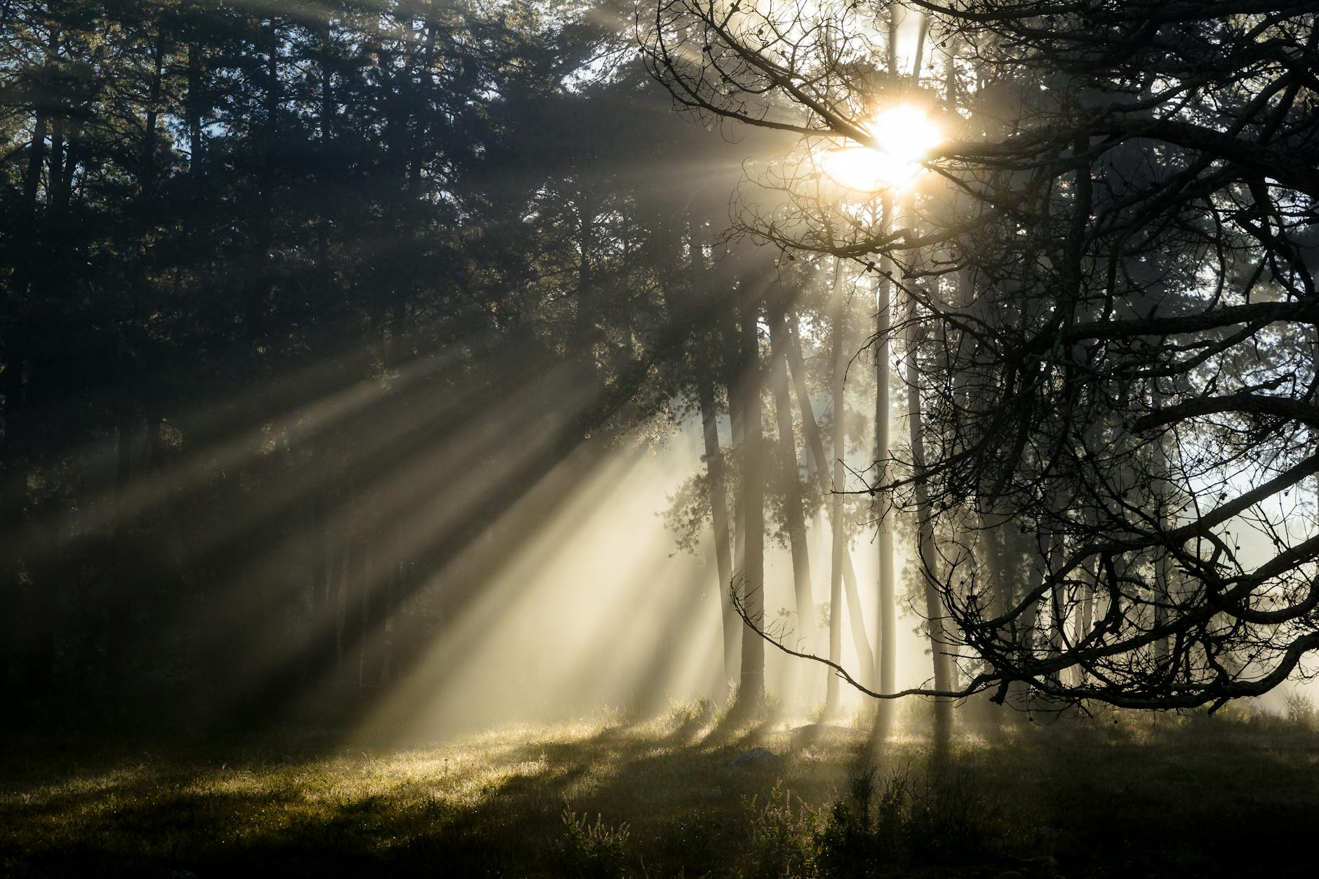 Luce del sole che filtra tra gli alberi di un bosco