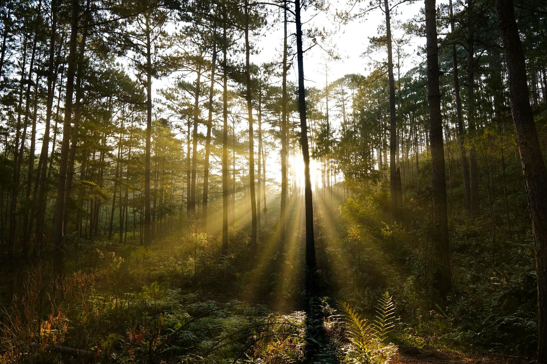 Raggi di sole nel bosco all'alba