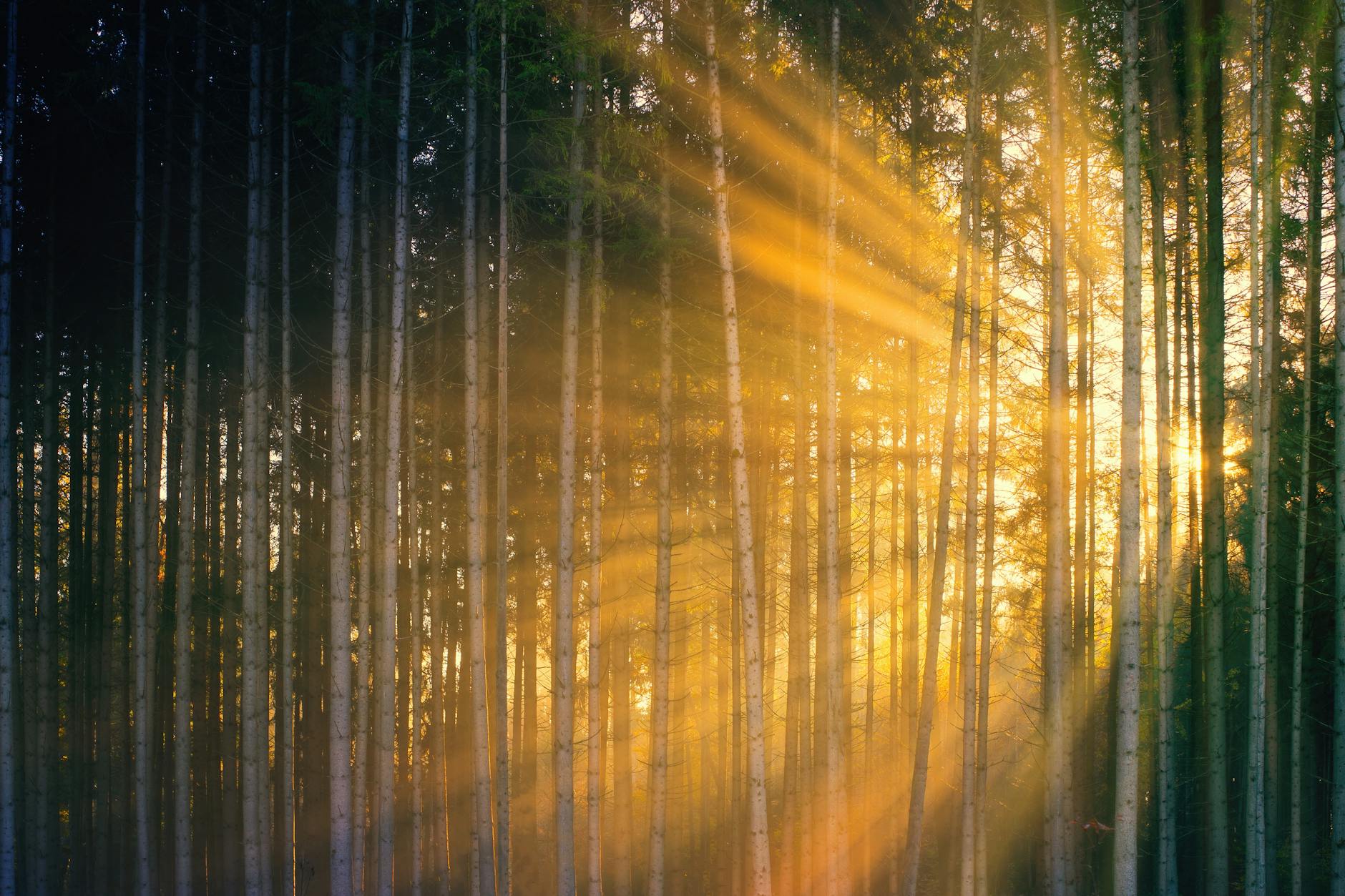 Sole tra i rami di una foresta
