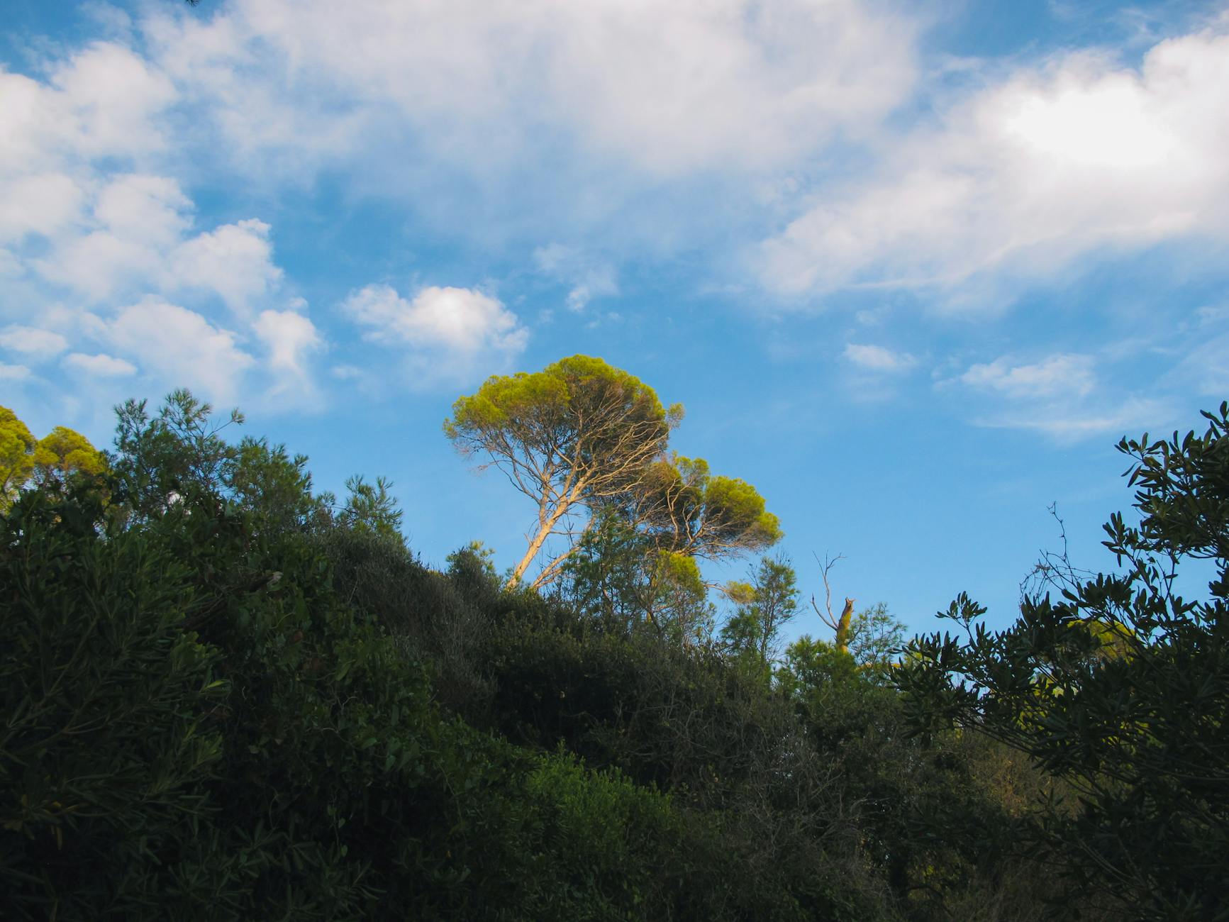 Alberi controluce in una foresta
