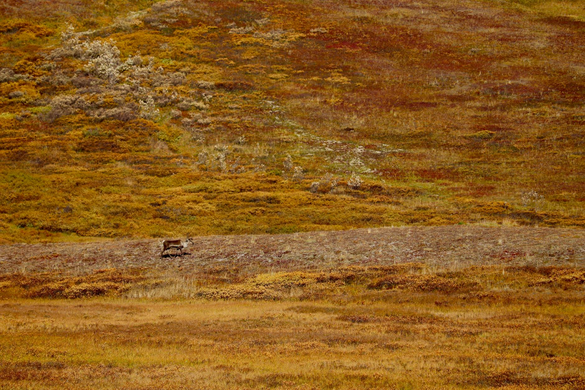 Tundra artica habitat naturale dei lemming