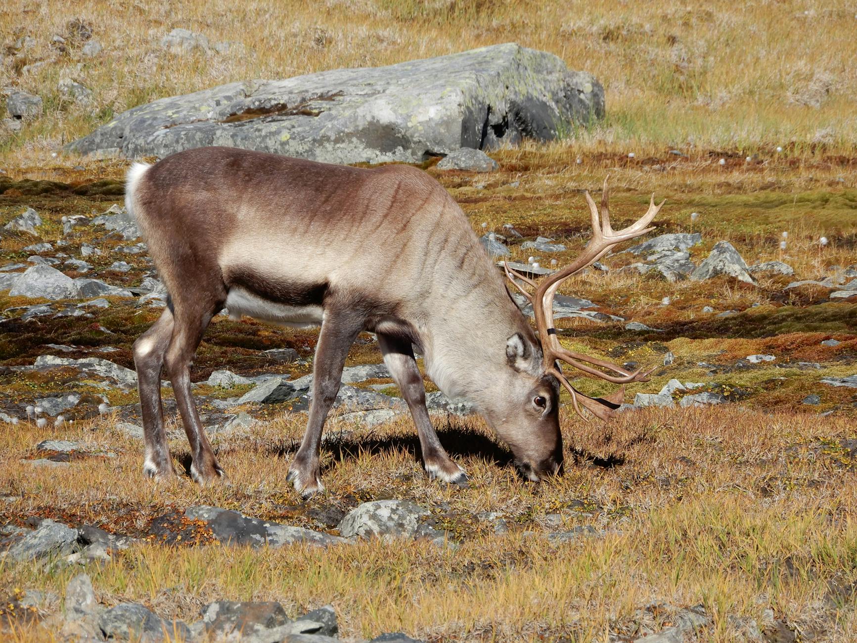 Paesaggio della tundra artica