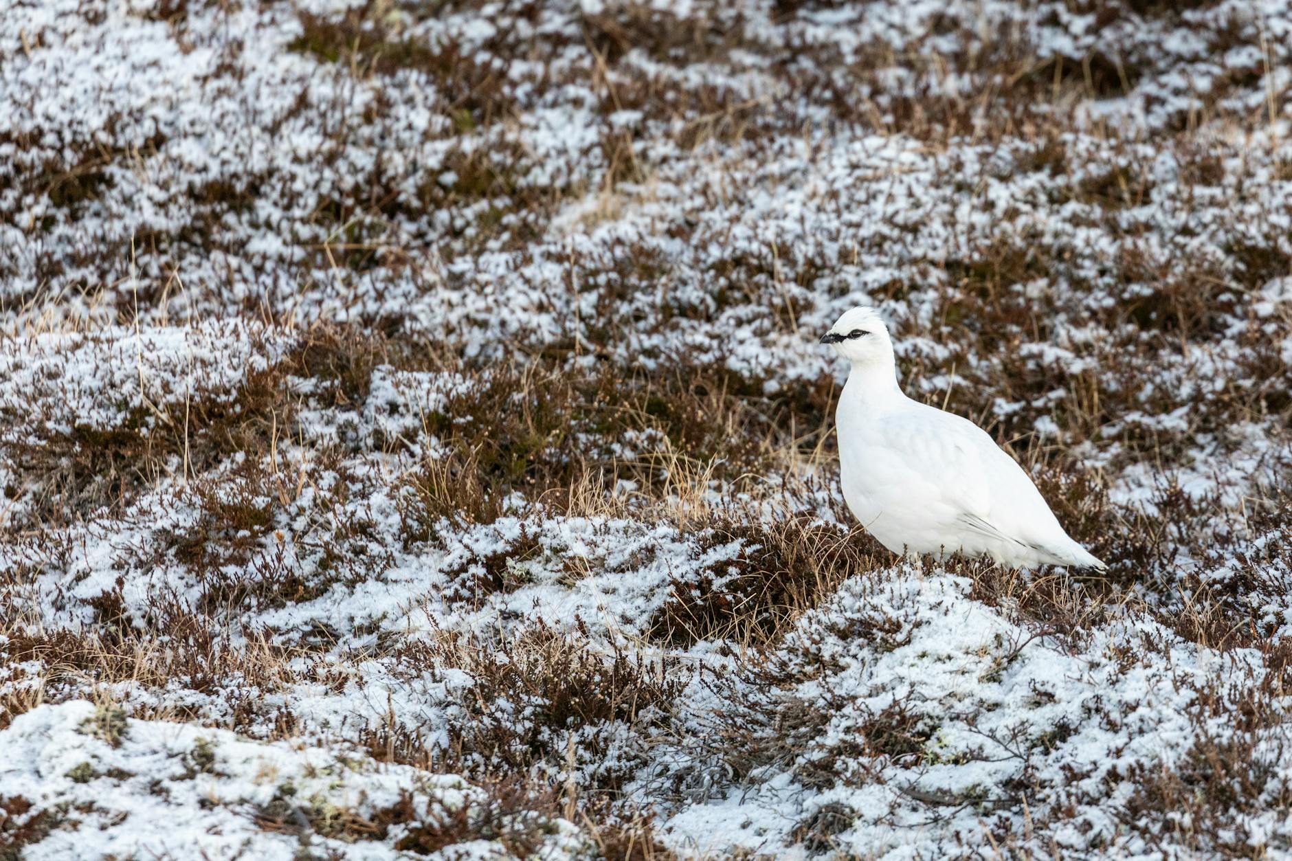 Tundra invernale habitat lemming