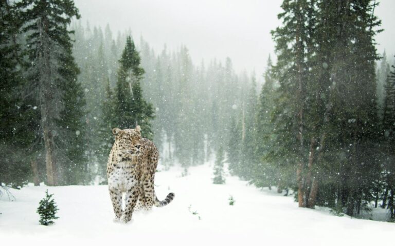 Leopardo dell’Amur: la popolazione supera i 100 esemplari, una rinascita silenziosa