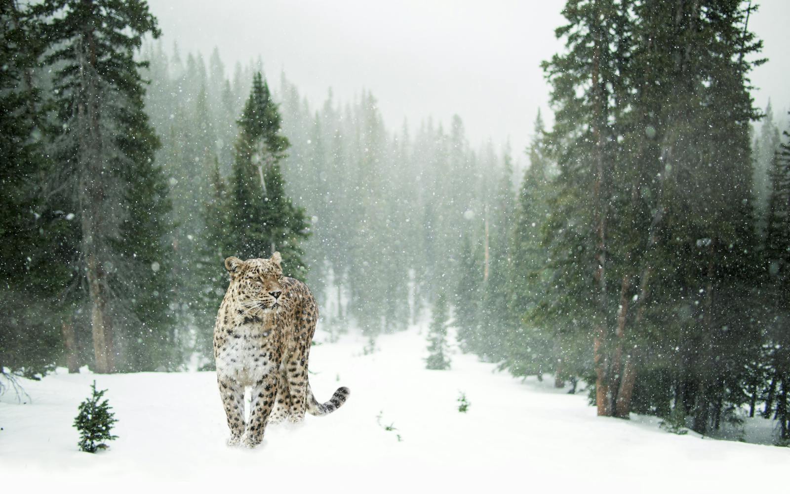 Leopardo dell'Amur sulla neve