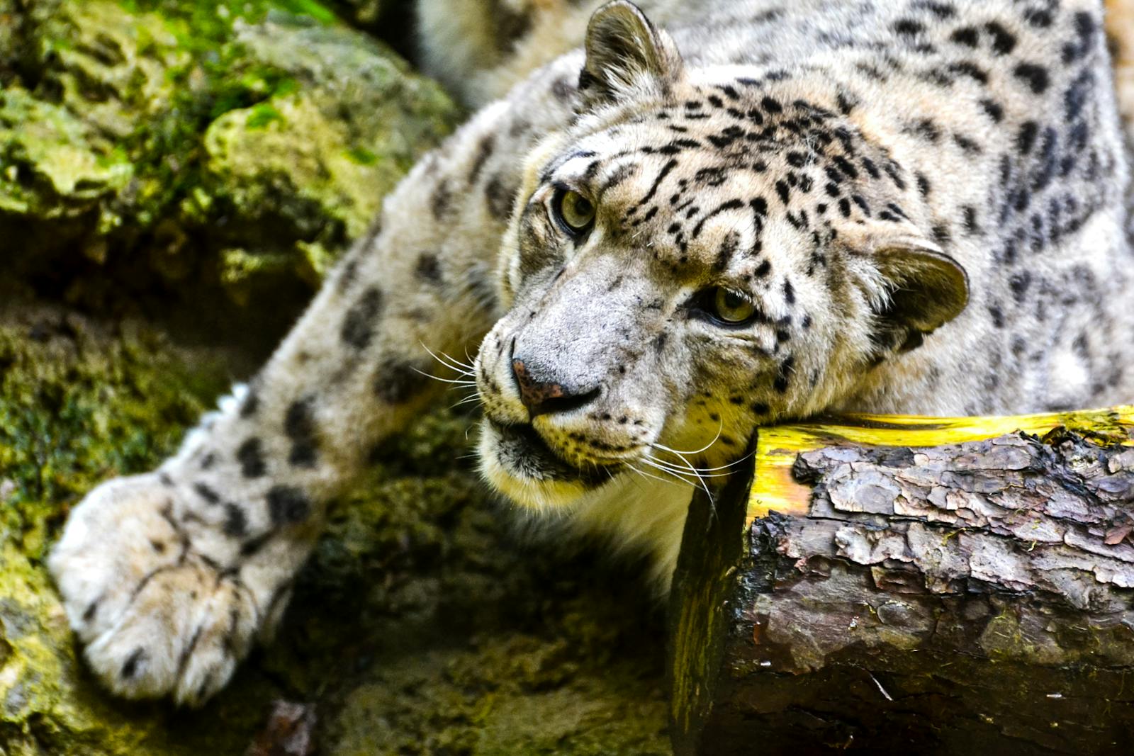 Leopardo nella foresta innevata