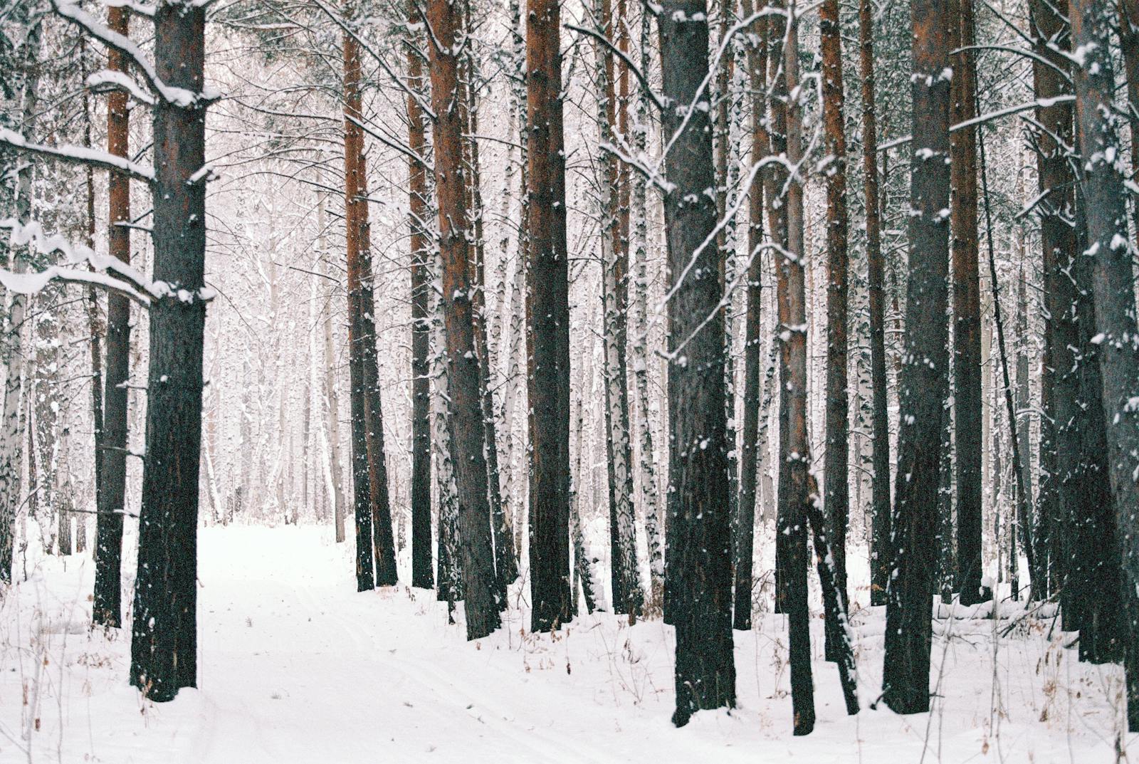Foresta siberiana innevata
